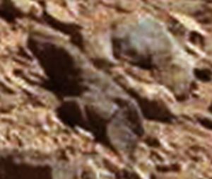 Animal de aparência saudável em Marte
