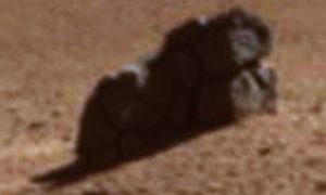 Two unknown creatures on Mars