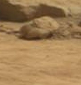A mouse on Mars